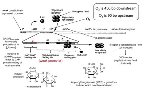 Lac repressor structure, function and DNA looping Flashcards | Quizlet