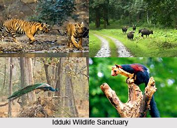 Wildlife in South India