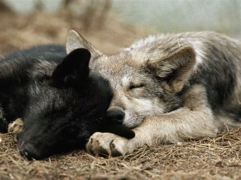 Two Sleeping Gray Wolf Pups