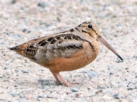 So you think you can dance? Spot the American woodcock! - Preservation Parks of Delaware County