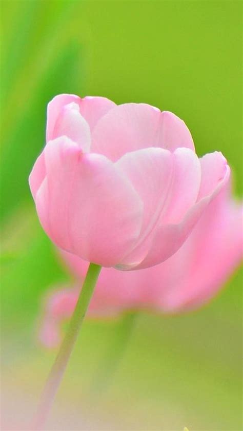 Pink Tulip Flower Macro iPhone Wallpapers Free Download