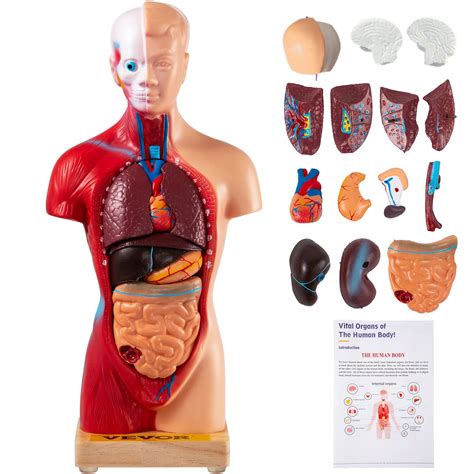 Buy VEVOR Human Body Model 15 Parts 11 Inch Human Anatomy Model Medical Teaching Anatomical ...