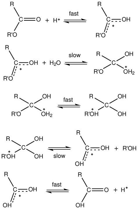 Ester Hydrolysis Mechanism