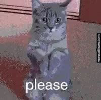 Begging Cat GIF - Begging Cat Please - Discover & Share GIFs