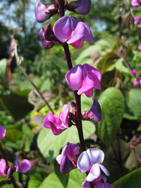 Rotary Botanical Gardens - Hort Blog: The Shrubbery Arrives!