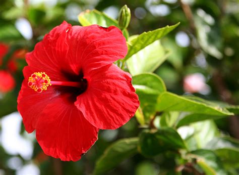 File:Hibiscus Brilliant.jpg - Wikipedia