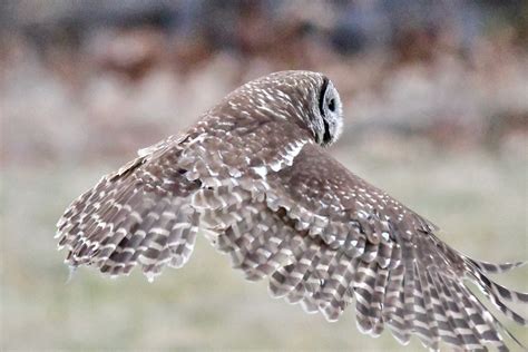 Blue Ridge Wildlife Center - Home | Facebook