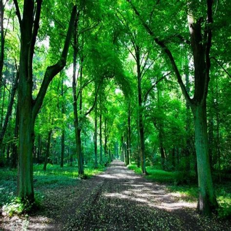 312+ Background Hutan Hijau Images & Pictures - MyWeb