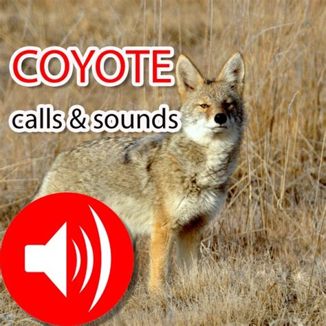 Coyote Hunting Calls & Sounds - Real Coyote Calls by Jing Ren