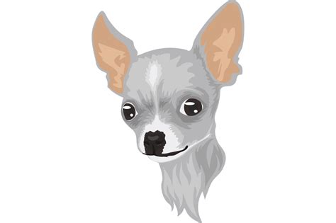 lindo perro chihuahua blanco 13923867 PNG