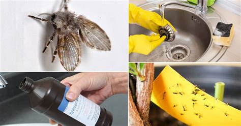 15 Ways on How to Get Rid of Drain Flies | How to Kill Drain Gnats