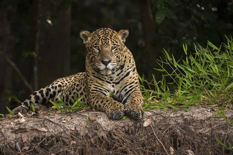 Pantanal, Brazil: Jaguars and Giant Otters - Oceanic Society