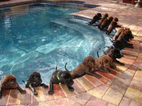 Puppy pool!! the puppies look scard well some do | Puppy pool, Puppies, Cute animals