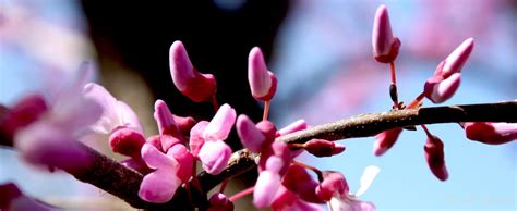 Redbud Flowering | Boulder Tree Care - Pruning & Tree Removal Services