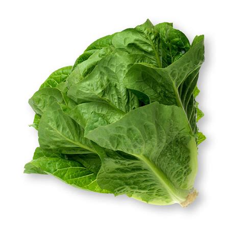 Romaine Lettuce Nutrition Facts & Calories| LettuceInfo.org