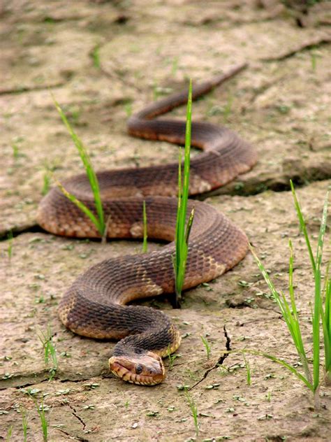 Broad Banded Water Snake | Broad Banded Water Snake Nerodia … | Flickr