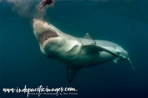 Australian Great White Sharks - A Guide | Indopacificimages