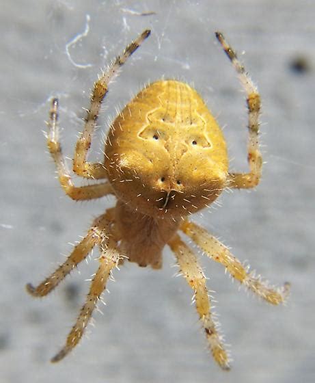 Cat-faced spider - Araneus illaudatus - BugGuide.Net