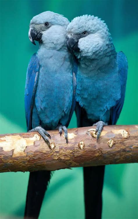 Blue parrot known from the movie 'Rio' is now officially extinct