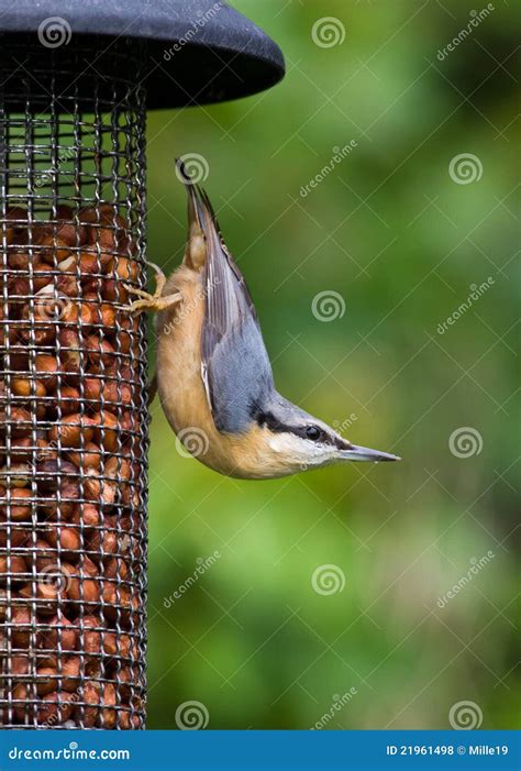 Nuthatch On Bird Feeder Royalty Free Stock Photos - Image: 21961498