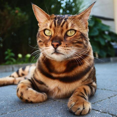 25 Gorgeous Bengal Cat Breed Pictures That Took The Internet By Storm ~ Cute Cats & Lovely Dogs