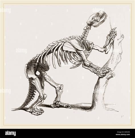 Skeleton of Mylodon robustus Stock Photo - Alamy