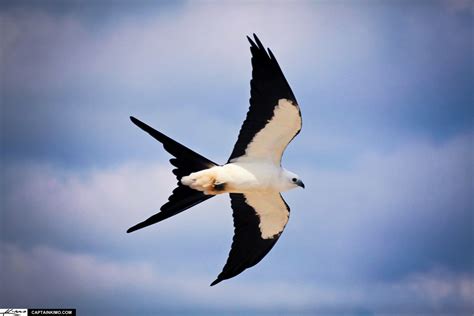 Swallow-tailed Kite Flying Over Loop Road Everglades Florida | HDR Photography by Captain Kimo