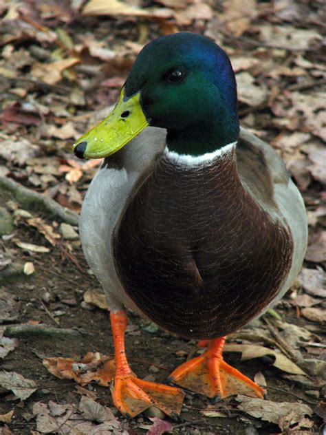 Mallard | Duck pictures, Pretty birds, Mallard duck