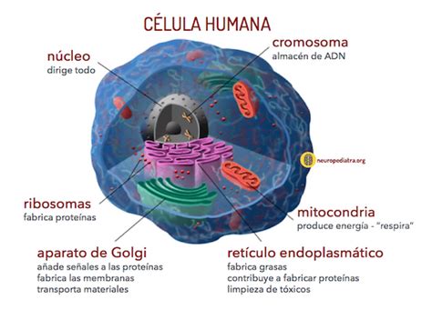 célula humana – neuronas en crecimiento