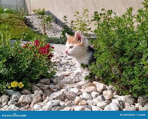 Cute Calico Kitten Playing in the Garden Stock Image - Image of flower ...