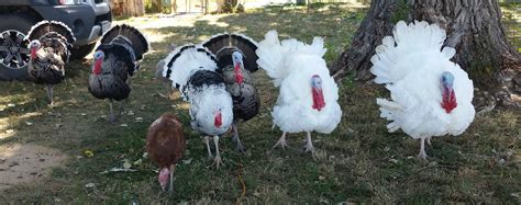 Heritage Turkeys — Big Ash Farm