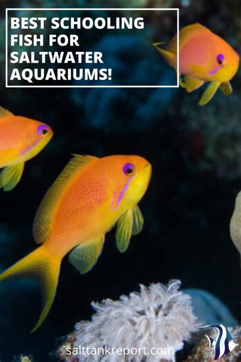 Best Schooling Fish For Saltwater Aquariums – Salt Tank Report