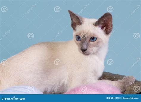 Young Siamese Cat in Basket Stock Photo - Image of eyes, siamese: 26443960