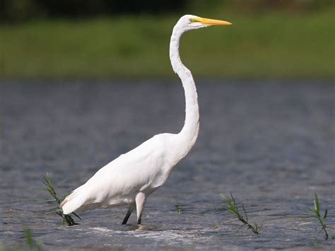 Great Egret - eBird