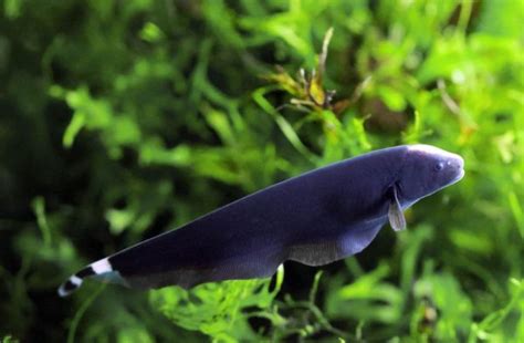 Black Ghost Knife Fish Care Guide: Breeding, Disease, Diet