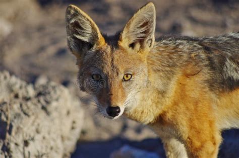 Jackal face stock image. Image of face, carnivore, etosha - 74433331