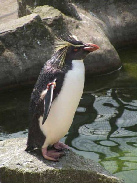 Macaroni Penguin Bird Facts | Eudyptes Chrysolophus - AZ Animals