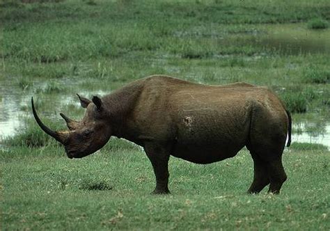 Black Rhinoceros | Animal Wildlife