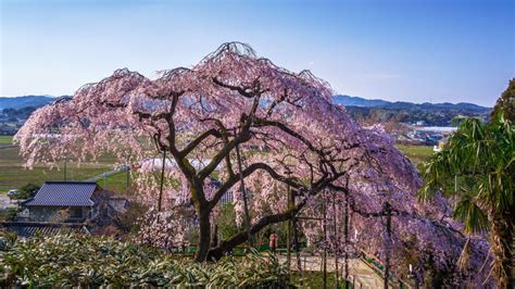 12 Elegant Weeping Trees for Your Yard | Hausette