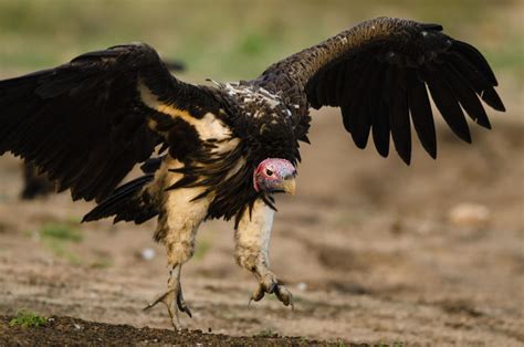 Vulture Adaptations - Birds - South Africa