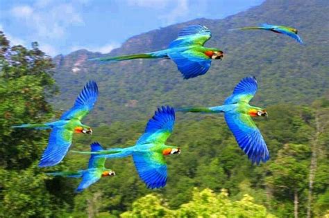 Macaws flying free in the wild | Animals, Animals beautiful, Pet birds