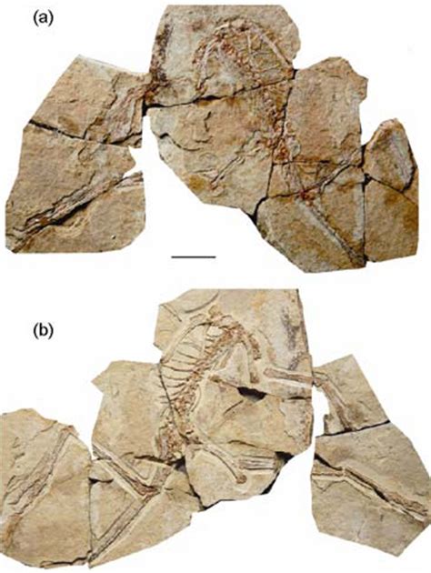 Anchiornis - Fossil Wiki, the paleontology wiki