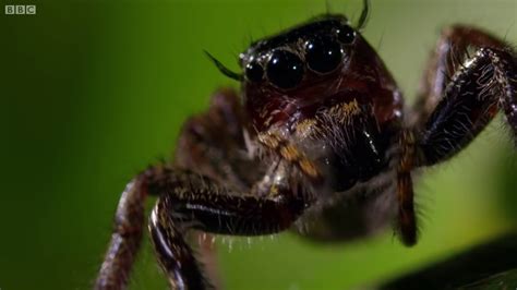 Kung Fu Mantis Vs Jumping Spider Life Story BBC - YouTube