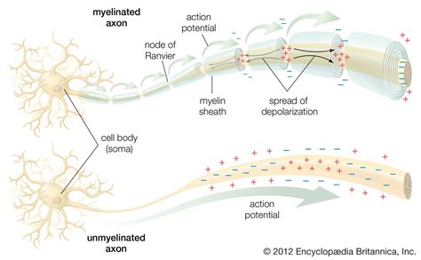 Conduction Of The Action Potential Along The Nerve Fiber | My XXX Hot Girl