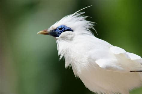 Bali Safari Birds – The Bali Starling - Taman Safari Bali