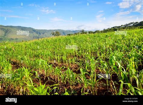 Maize field africa hi-res stock photography and images - Alamy