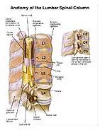 Anatomy of the Lumbar Spinal Column Medical Illustration