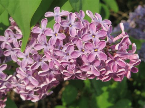 Syringa (Lilac) – A to Z Flowers