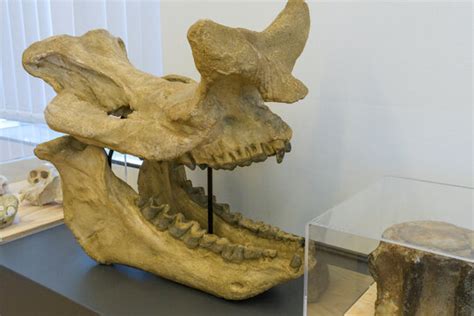 Megacerops Skull