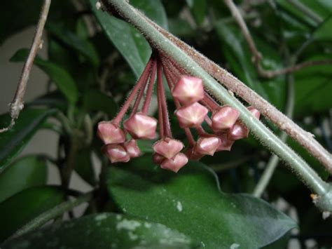 Hoya Plant in Bloom | Grateful Prayer | Thankful Heart